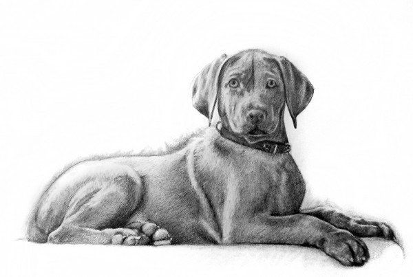 600x403 Pencil Drawings Archives - Dog Pencil Sketch