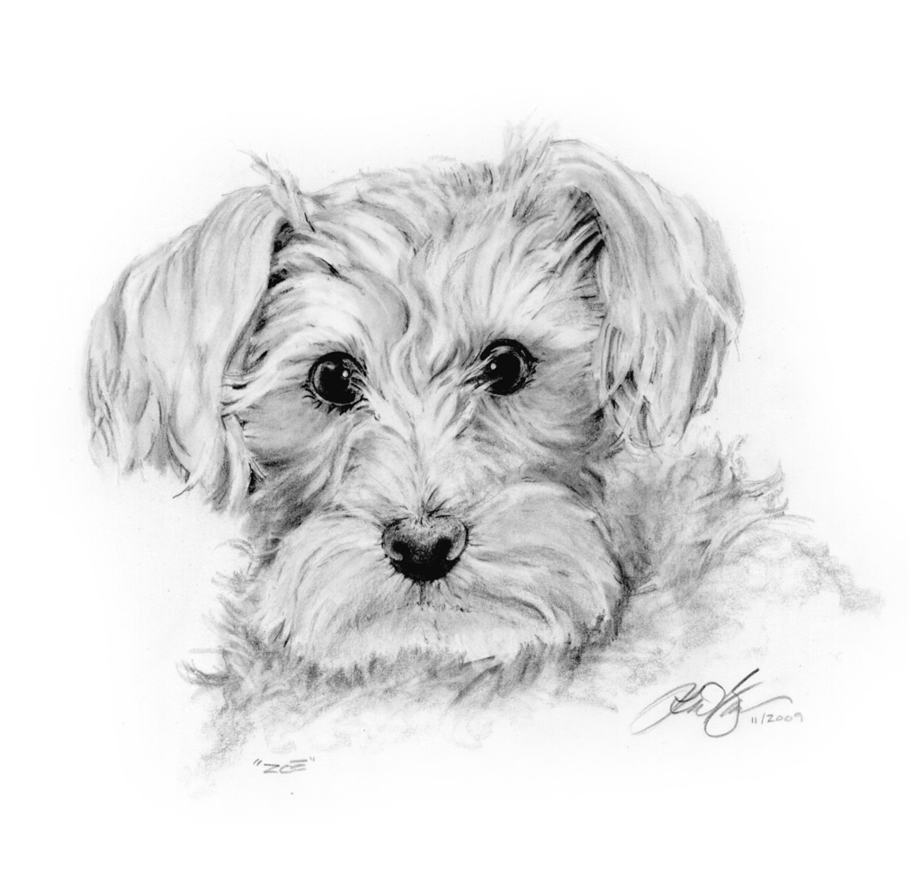 1024x983 Pencil Sketch Zoe The Dog - Dog Pencil Sketch