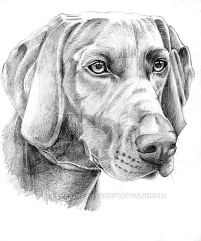 400x481 Dog - Dog Pencil Sketch
