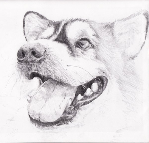 500x481 Dog Sketch Shared By Siddhi On We Heart It - Dog Picture Sketch