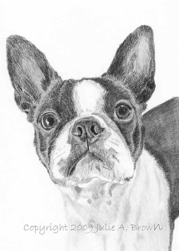 571x800 5 X 7 Custom Animal Pet Portrait Sketch Free Shipping - Dog Picture Sketch
