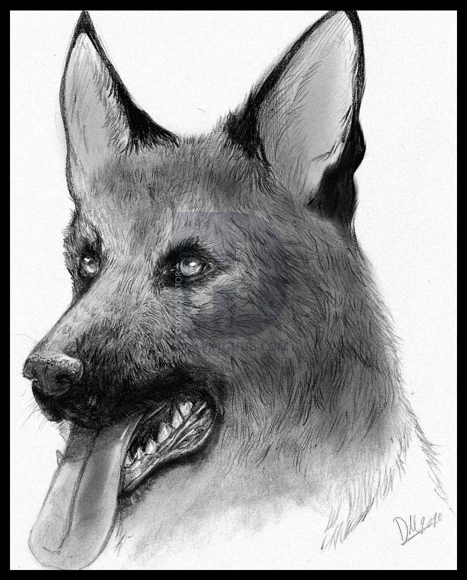 934x1160 How To Sketch A Dog, Step By Step, Drawing Guide, By Darkonator - Dog Picture Sketch