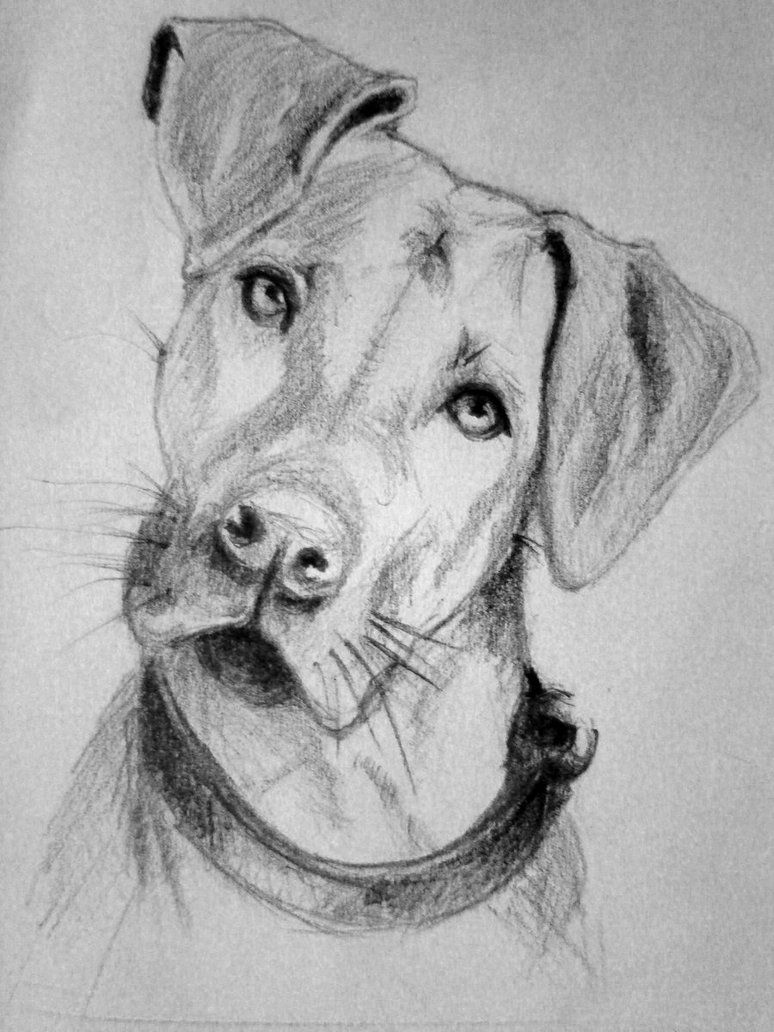 774x1032 Image Result For Dog Sketch Images Kids Zone - Dog Picture Sketch