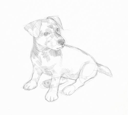 500x451 Sketches Of Dogs. A Step By Step Sketching Demonstration. - Dog Picture Sketch
