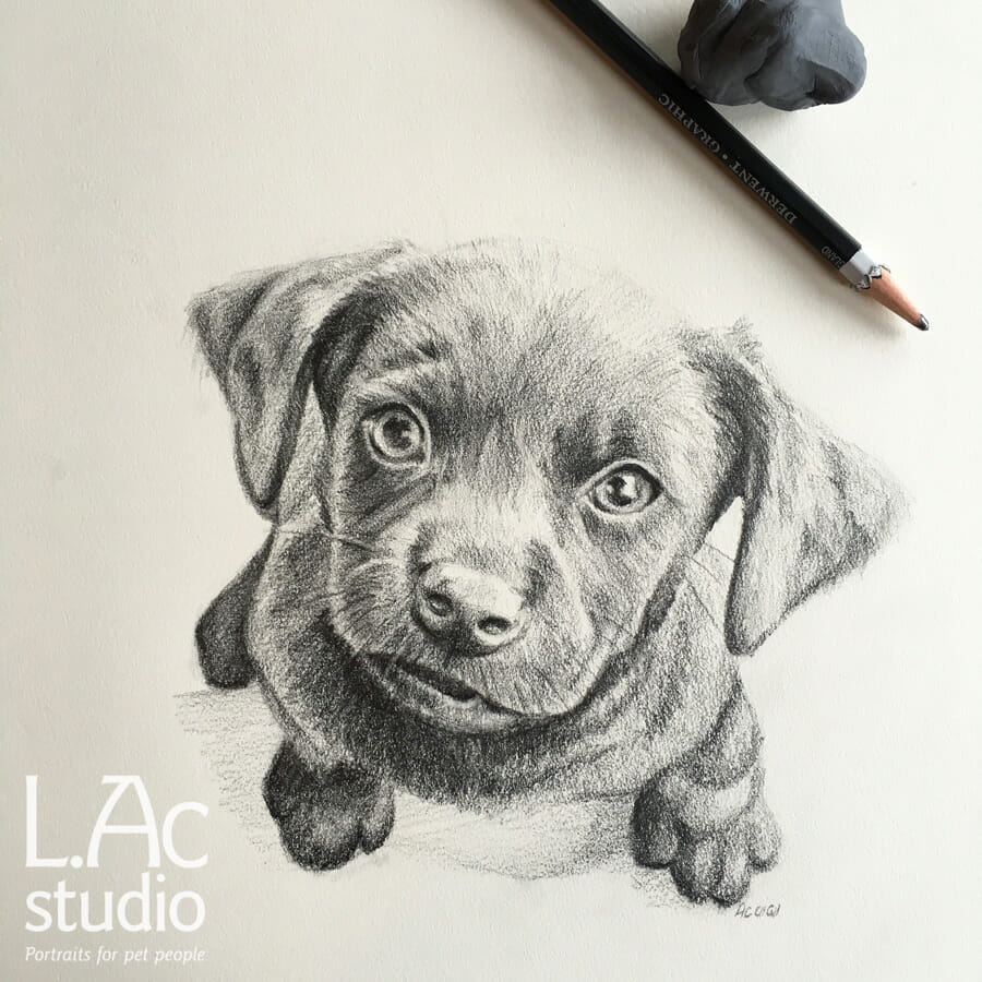 900x900 Daily Dog Sketchbook - Dog Picture Sketch
