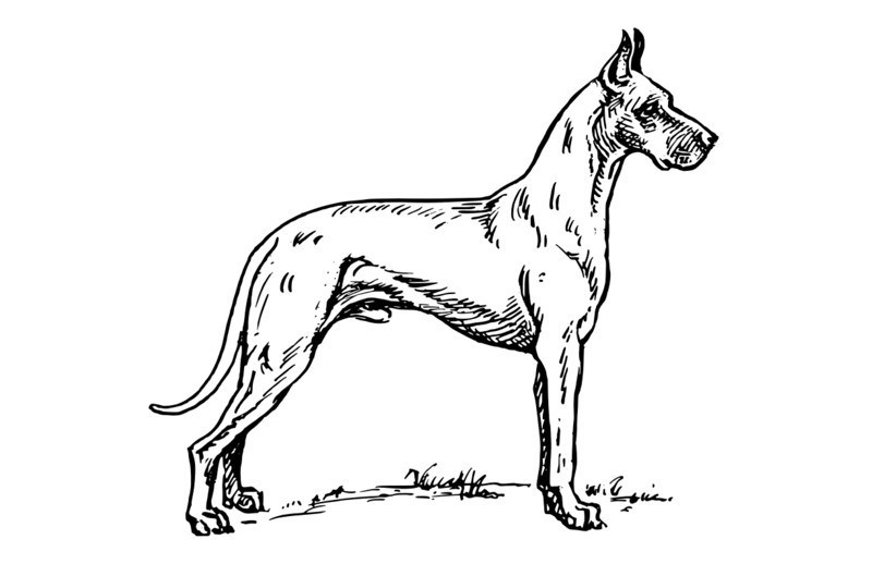 800x518 Dog Care Merit Badge Requirement 2 The Owls Of Wood Badge W2 - Dog Picture Sketch