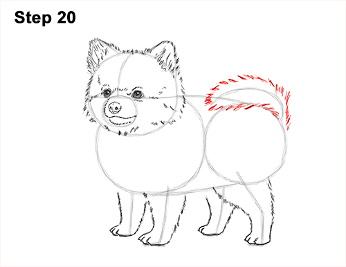 500x386 How To Draw A Dog (Pomeranian) - Dog Running Sketch
