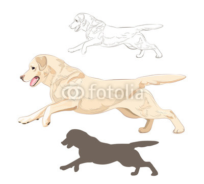 400x360 Labrador Dog Running Isolated On White Background. Active Purebred - Dog Running Sketch