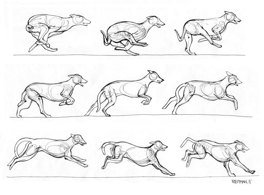 900x665 Pin By Jay Wright On Art Drawings, Animation And Art - Dog Running Sketch