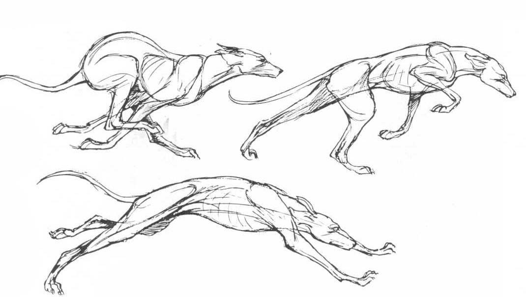 dog running sketch