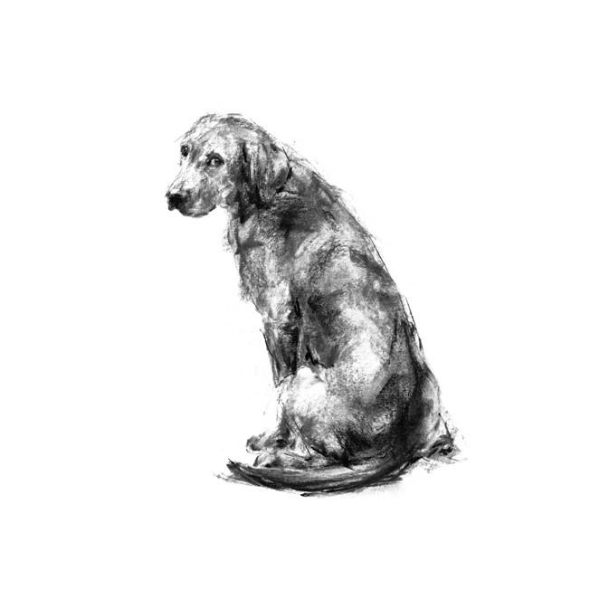 652x652 Labrador Sitting Sketch Print - Dog Sitting Sketch