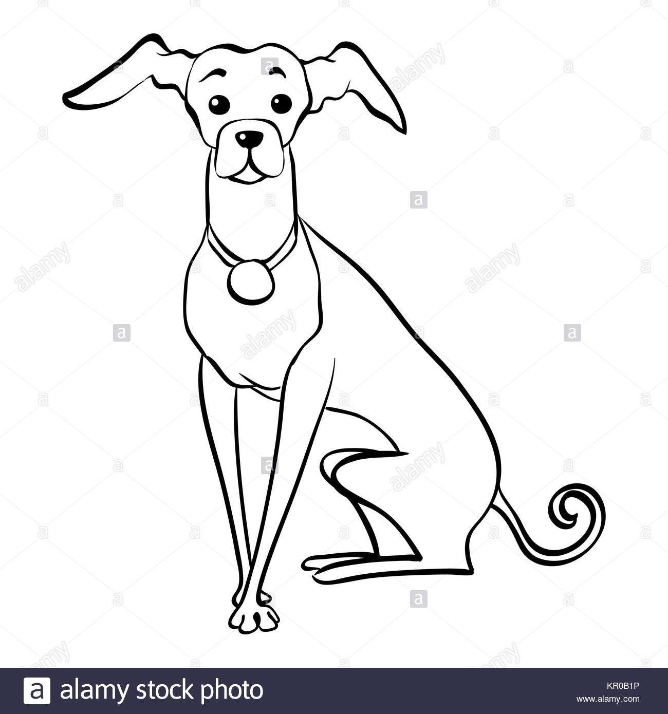 1300x1390 Vector Sketch Funny Italian Greyhound Dog Sitting Stock Photo - Dog Sitting Sketch