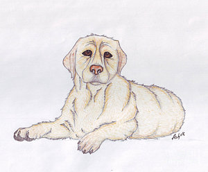 300x248 Dog Sitting Drawings - Dog Sitting Sketch