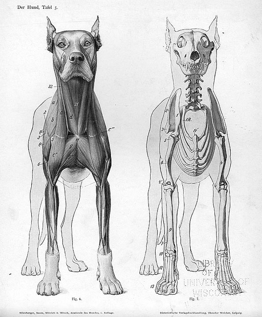 529x640 Der Hund Anatomy Skeletons, Anatomy And Dog Skeleton - Dog Skeleton Sketch