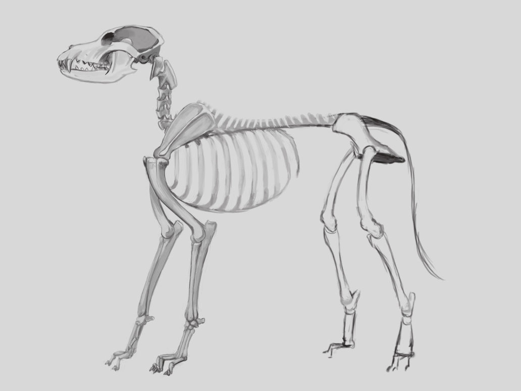 1032x774 Dog Anatomy Skeleton Sidevieuw Sketch 01 Bg Copy3 By Massacrearts - Dog Skeleton Sketch