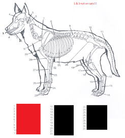 246x270 Exam 2 Dog Skeleton - Dog Skeleton Sketch