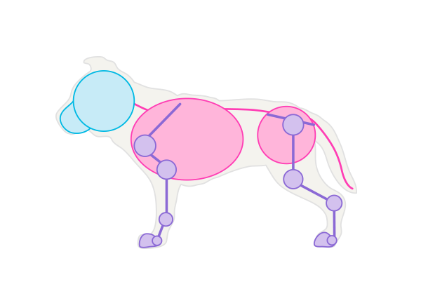 600x422 How To Draw Animals Dogs And Wolves, And Their Anatomy - Dog Skeleton Sketch