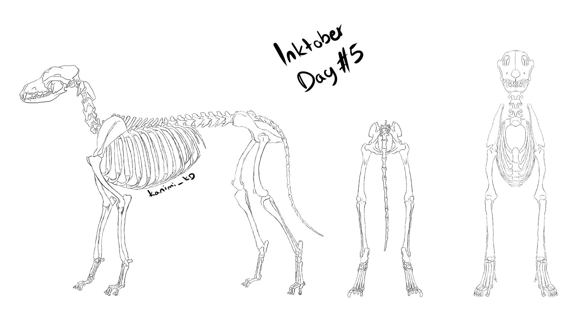 1920x1080 Karolina Dudek - Dog Skeleton Sketch