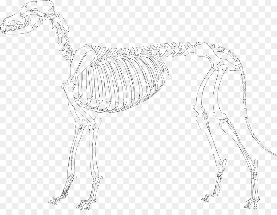 900x700 Skeleton Drawing Pekingese Sketch - Dog Skeleton Sketch