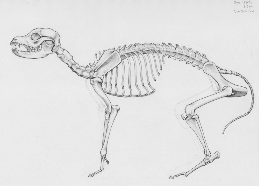 1000x717 The Art Of Jaime Santyr Dog Skeleton - Dog Skeleton Sketch