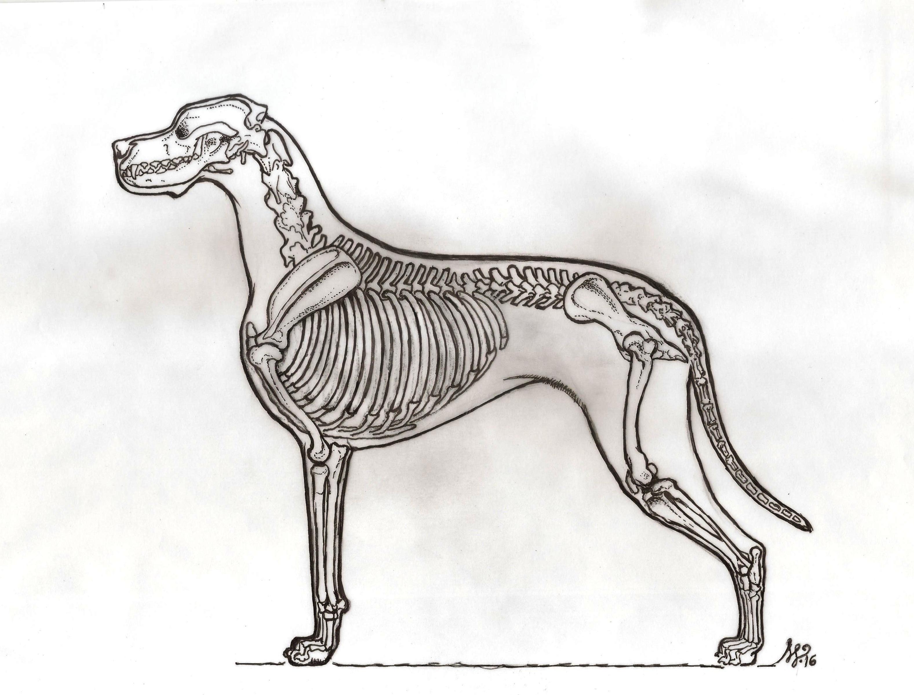 Dog Skeleton Sketch at Explore collection of Dog