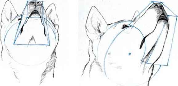 578x281 Canine Skeleton - Dog Skeleton Sketch