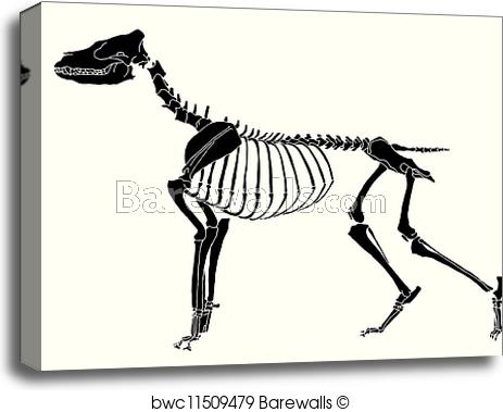 463x379 Canvas Print Of Dog Skeleton Barewalls Posters Amp Prints - Dog Skeleton Sketch