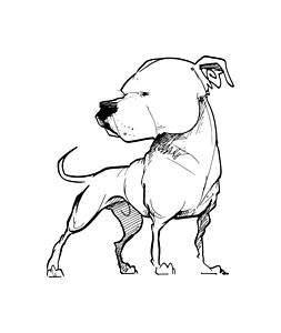 253x300 Dog Sketch Art Fine Art America - Dog Sketch