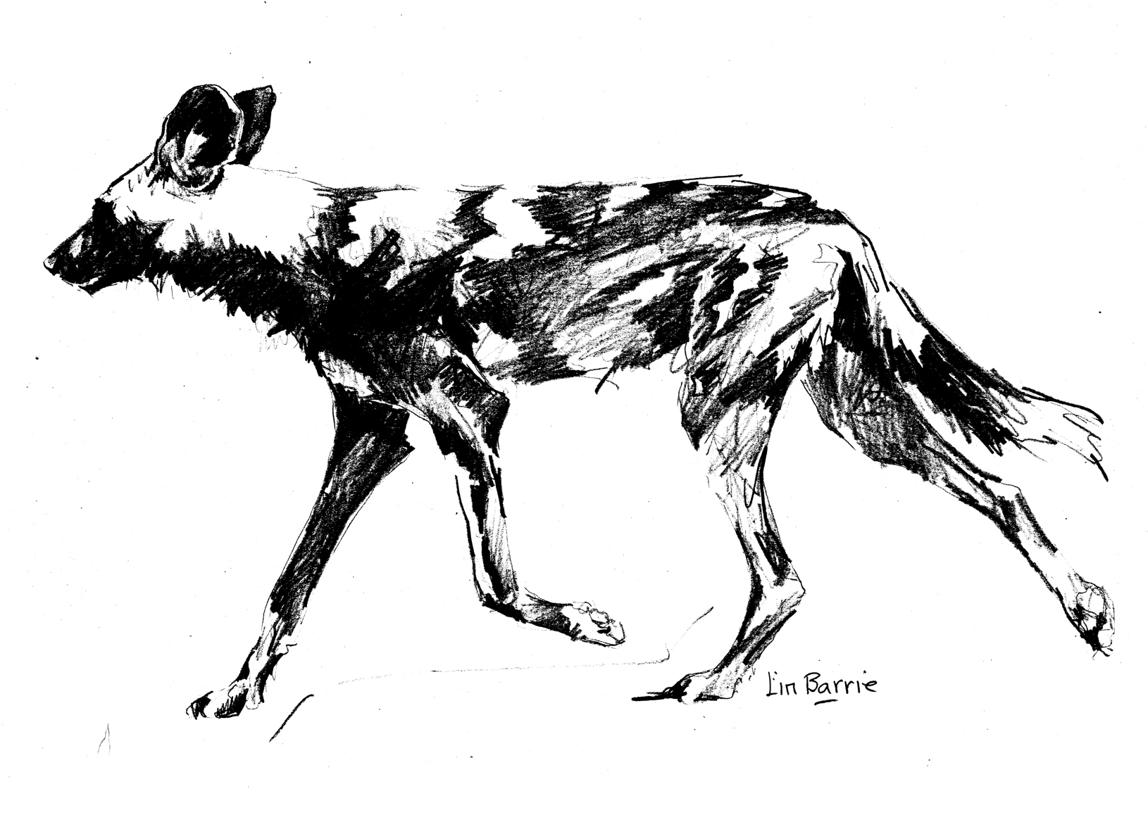 1630x1185 African Wild Dog Sketch 1 Bw Wineandwilddogs - Dog Sketch