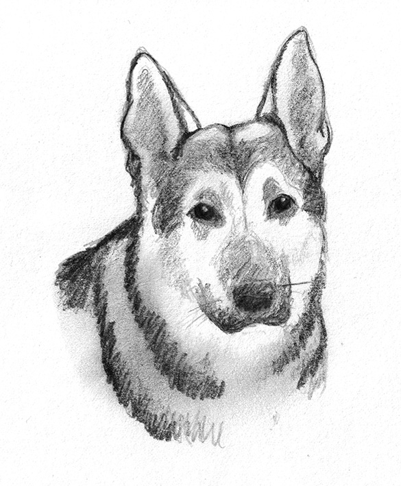 585x709 Dog Sketches - Dog Sketch