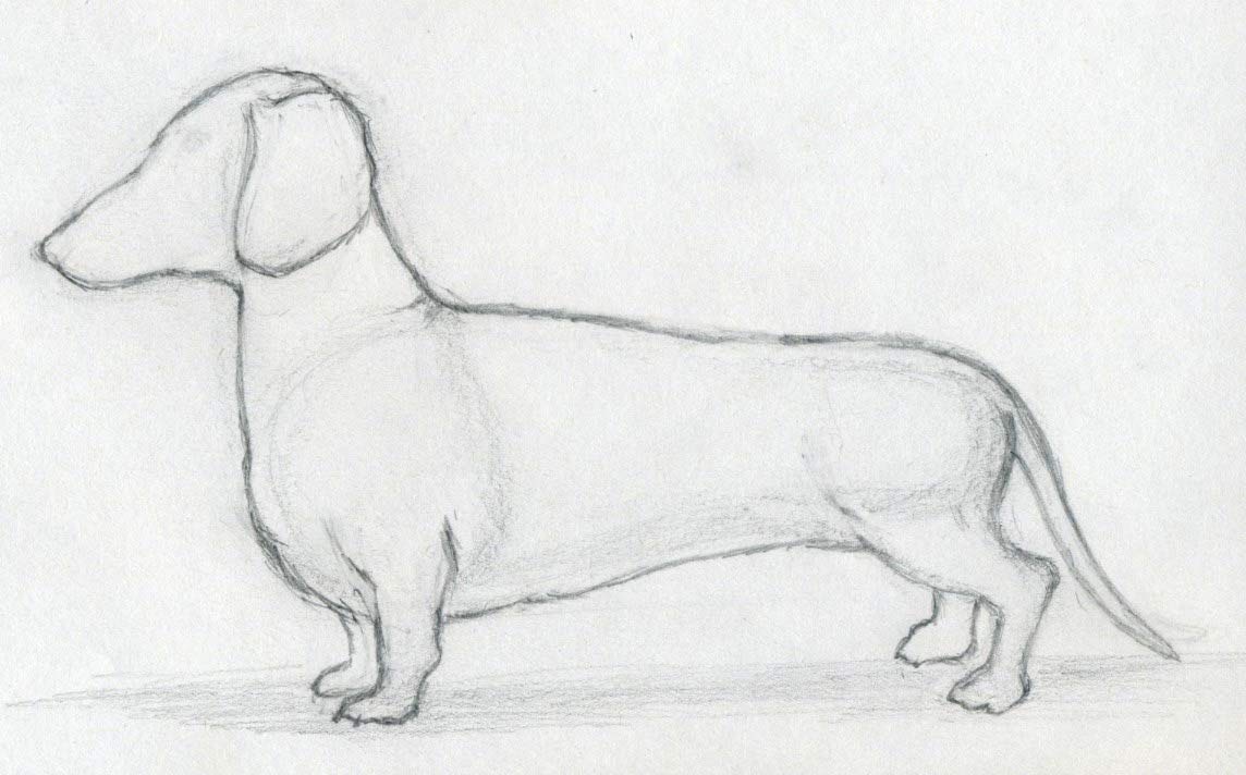 1144x712 How To Draw Dog - Dog Sketch