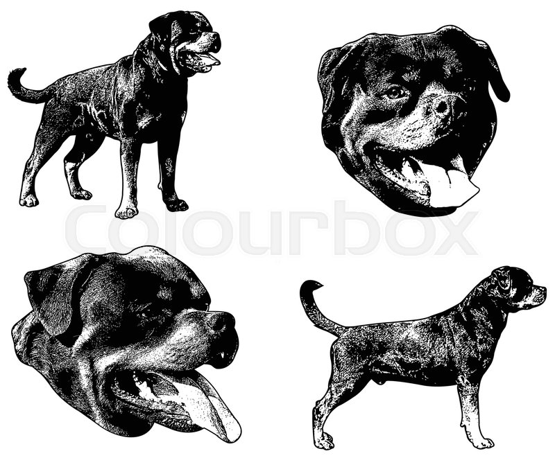 800x661 Rottweiler Dog Sketch Illustration - Dog Sketch