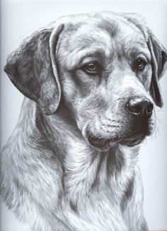 236x327 183 Best Dog Artists Images In 2018 Dog Portraits - Dog Sketch Art