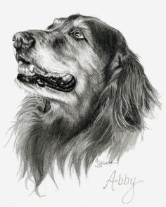 236x294 218 Best Drawings Dogs Images Pencil Drawings - Dog Sketch Art