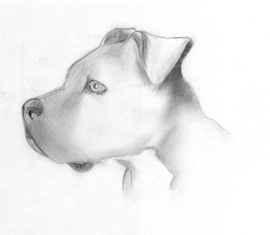900x783 Art Goes To The Dogs Mispillion Art League Open Figure Drawing - Dog Sketch Art