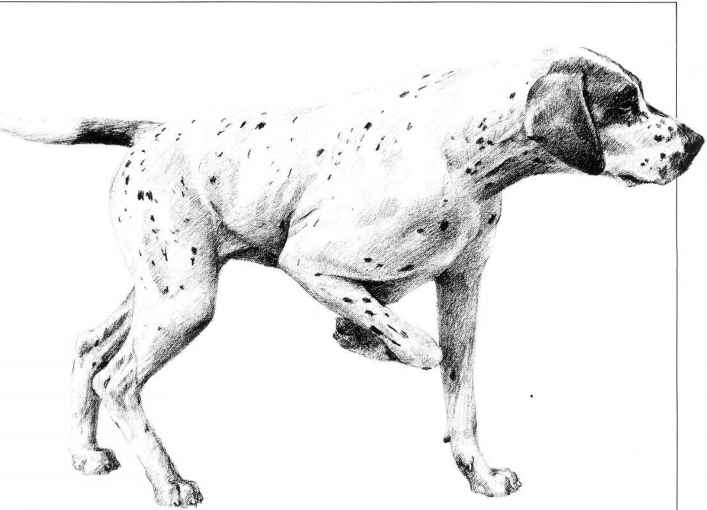 707x510 Drawing Dogs - Dog Sketch Artist