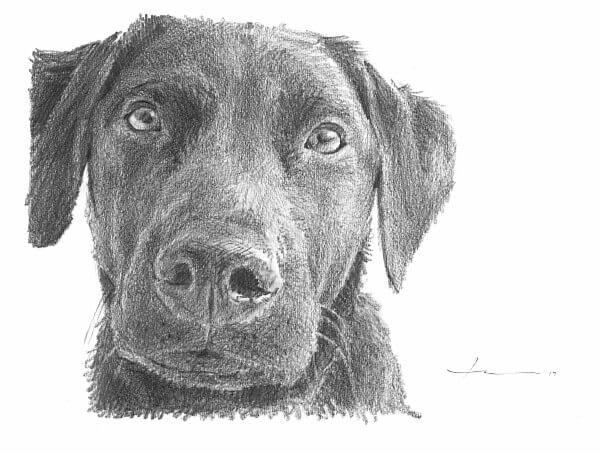 600x454 Mike Theuer - Dog Sketch Artist