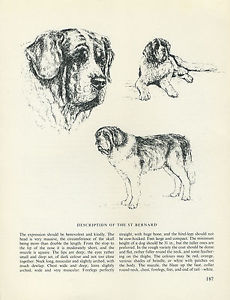 230x300 Saint Bernard Vintage Dog Print Sketch - Dog Sketch Artist