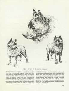230x300 Schipperke Vintage Dog Print Sketch - Dog Sketch Artist