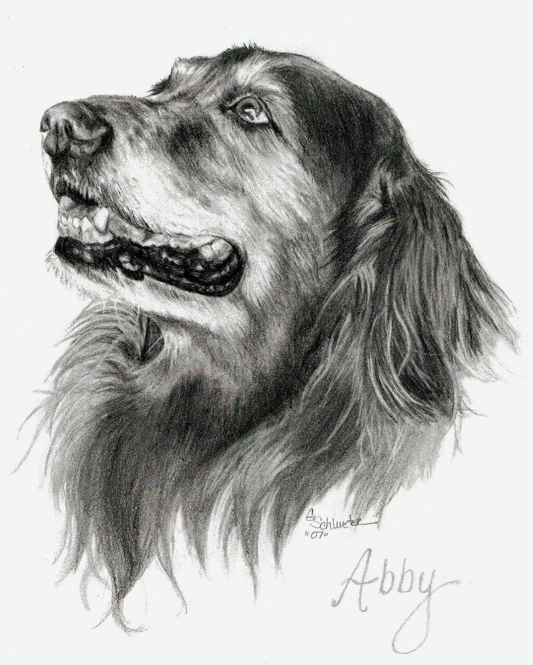 1083x1352 Dog Art, Pet Art, Pet Portraits, Dog Portraits Abby The Golden - Dog Sketch Artist