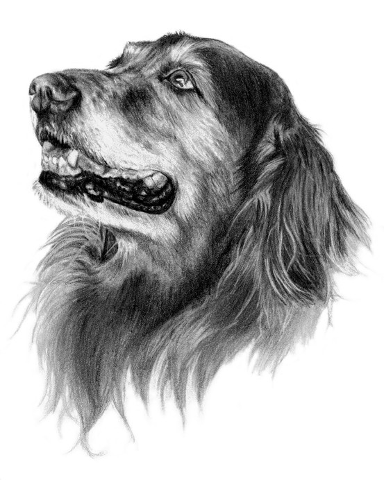 Dog Sketch Drawing
