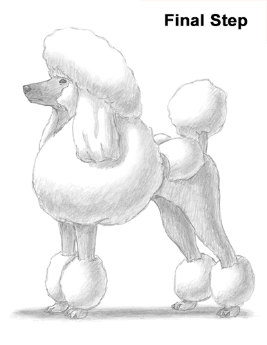 386x500 How To Draw A Poodle Dog - Dog Sketch Drawing
