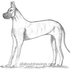 250x240 Pencil Dog Drawings - Dog Sketch Drawing