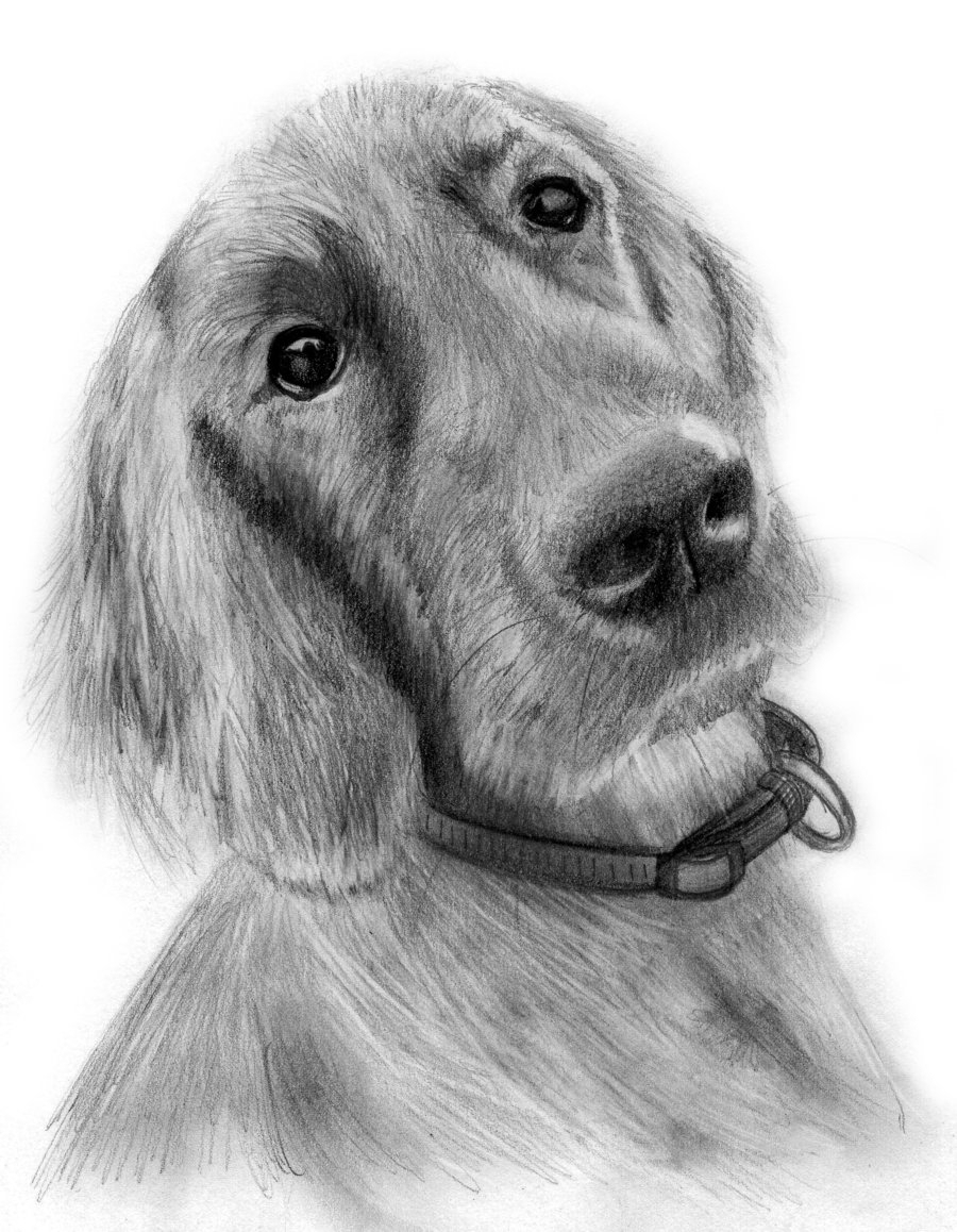 Dog Sketch Drawing at PaintingValley.com | Explore collection of Dog ...