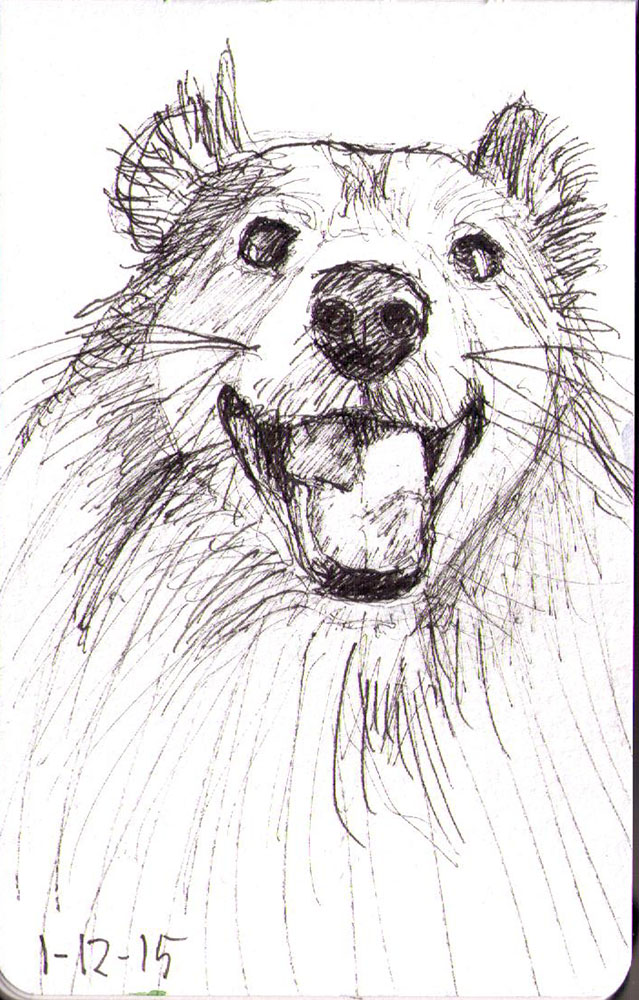 639x1000 Sketch Of A Happy Sheltie Dog! One Drawing Daily - Dog Sketch Drawing