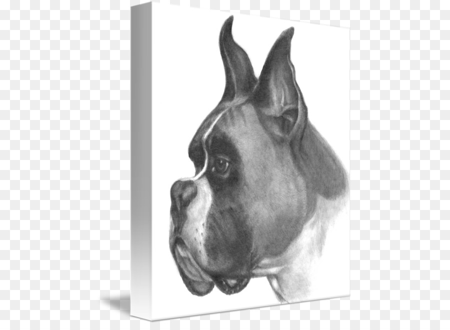 900x660 Boxer Dog Breed Drawing Dogs Sketch - Dog Sketch Drawing