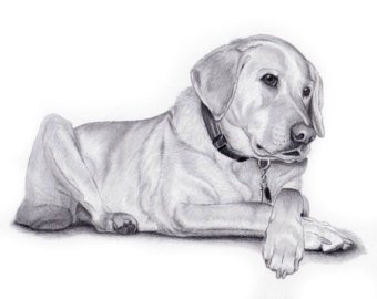 340x270 Custom Pet Drawing Etsy - Dog Sketch Drawing