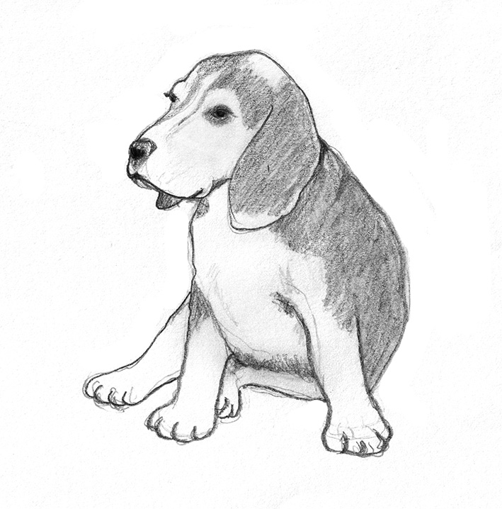 709x718 Dog Sketches - Dog Sketch Easy