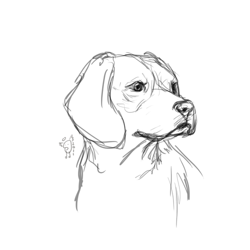 500x500 Dog - Dog Sketch Easy