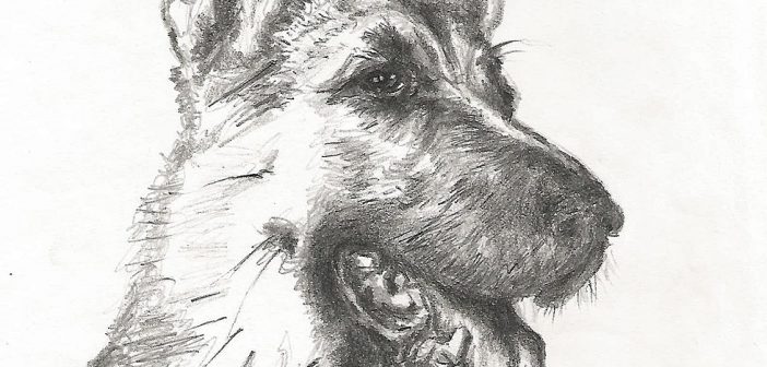 702x336 7 Easy Step By Step Tutorials On How To Draw A German Shepherd Dog - Dog Sketch Easy